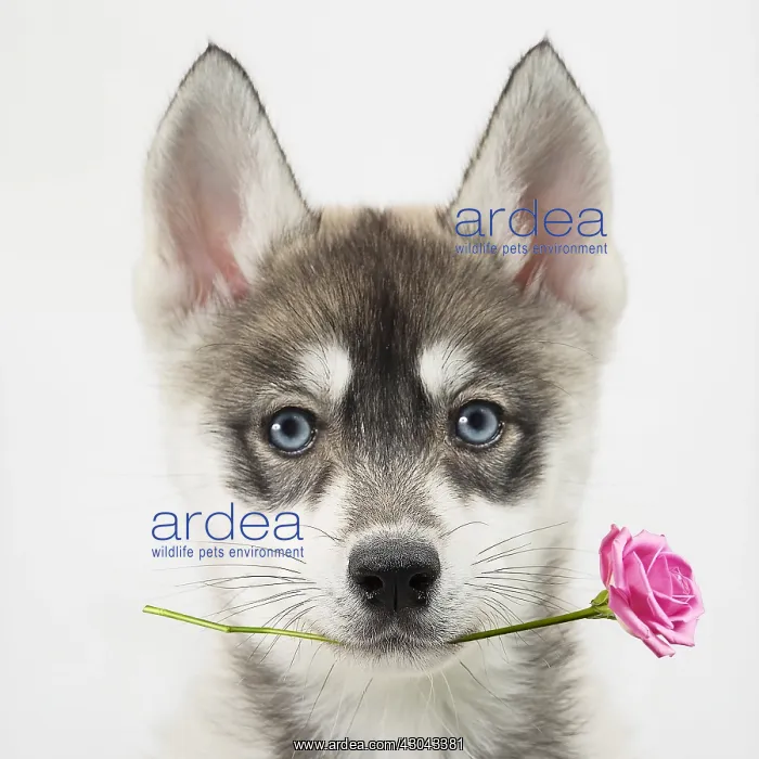: Dog, Husky puppy holding Rose flower. Digital manipulation : Dog, Husky puppy holding Rose flower. Digital manipulation