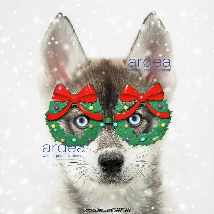 : Dog, Husky puppy wearing Christmas wreath glasses : Dog, Husky puppy wearing Christmas wreath glasses