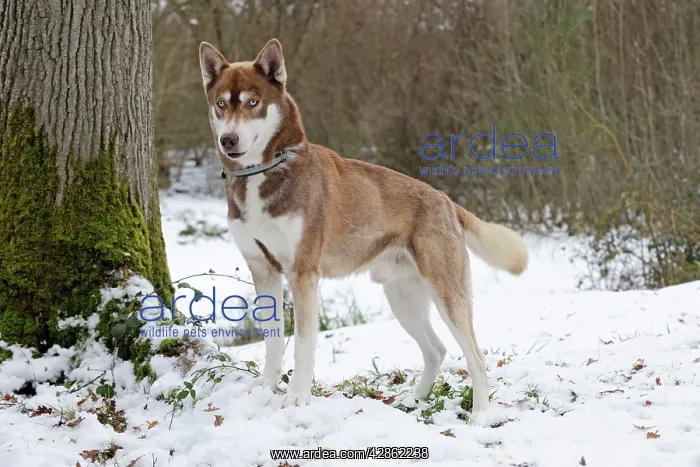 : Dog - Husky - standing in snow : Dog - Husky - standing in snow