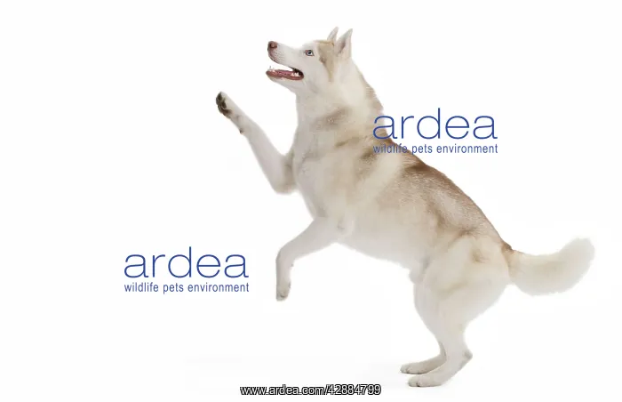  : Dog - Husky in studio on hind legs
