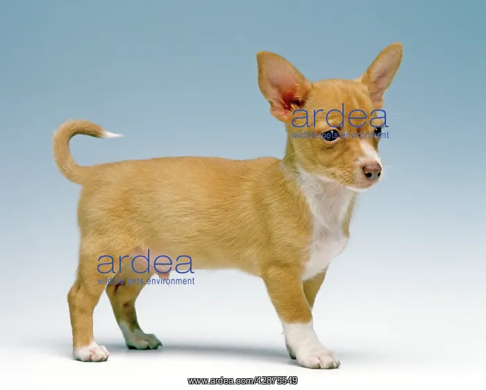  : Dog - Ibizan Hound  /  Podenco Ibicenco