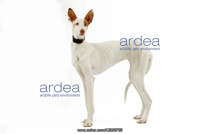 : Dog - Ibizan Hound / Podenco Ibicenco - in studio : Dog - Ibizan Hound / Podenco Ibicenco - in studio