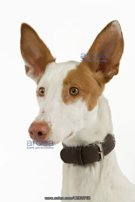 : Dog - Ibizan Hound / Podenco Ibicenco - in studio : Dog - Ibizan Hound / Podenco Ibicenco - in studio