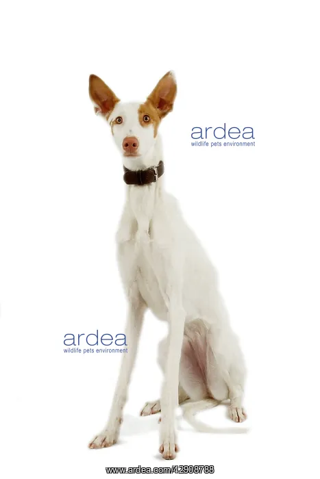: Dog - Ibizan Hound / Podenco Ibicenco - in studio : Dog - Ibizan Hound / Podenco Ibicenco - in studio