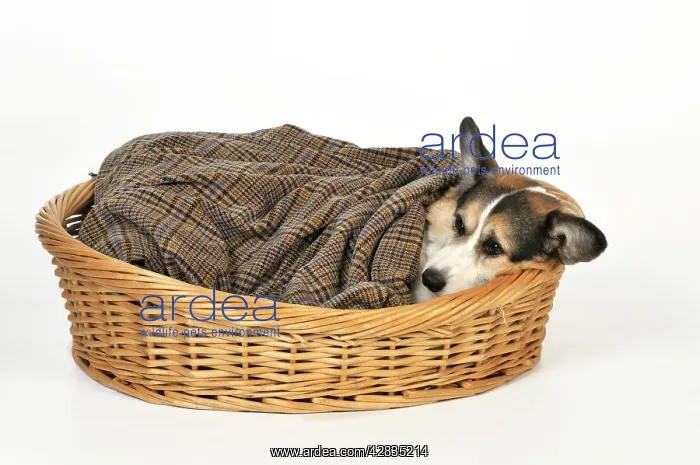  : Dog. Ill dog wrapped in a blanket