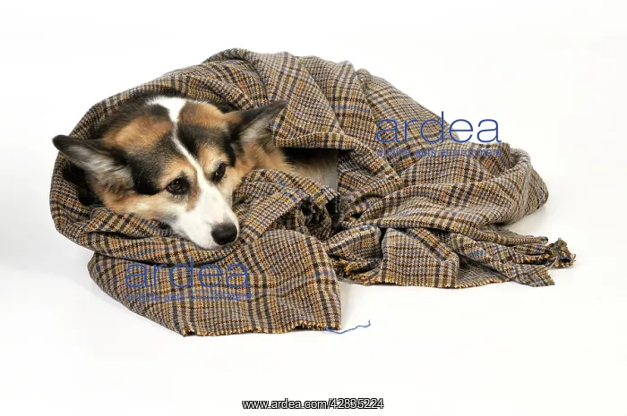  : Dog. Ill dog wrapped in a blanket