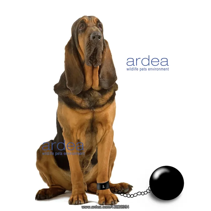 : Dog - imprisoned with ball and chain : Dog - imprisoned with ball and chain
