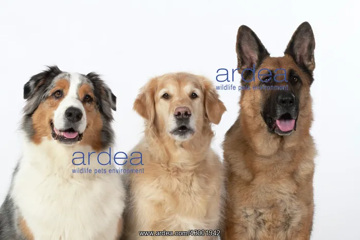 : DOG. Three ina row, Australian Shepherd, Golden : DOG. Three ina row, Australian Shepherd, Golden