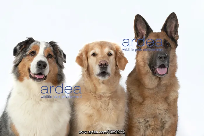 : DOG. Three ina row, Australian Shepherd, Golden : DOG. Three ina row, Australian Shepherd, Golden