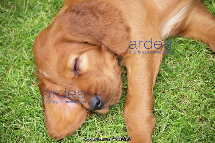 : Dog Irish / Red Setter : Dog Irish / Red Setter