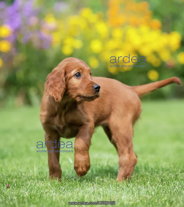 : Dog Irish / Red Setter : Dog Irish / Red Setter