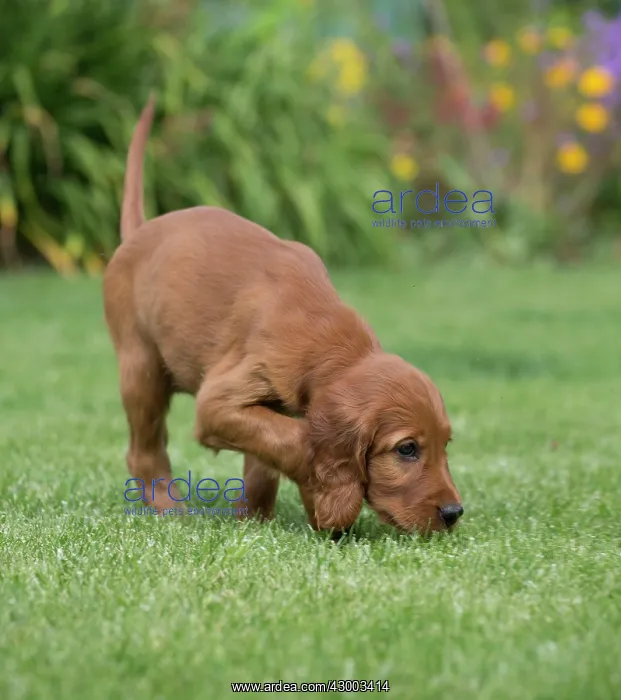 : Dog Irish / Red Setter : Dog Irish / Red Setter