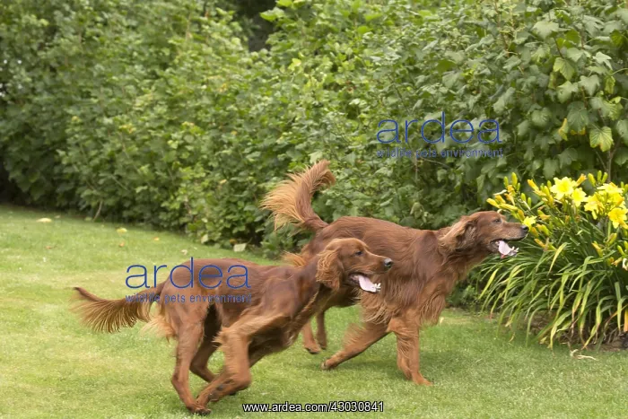 : Dog - Two Irish / Red Setter dogs outdoors : Dog - Two Irish / Red Setter dogs outdoors