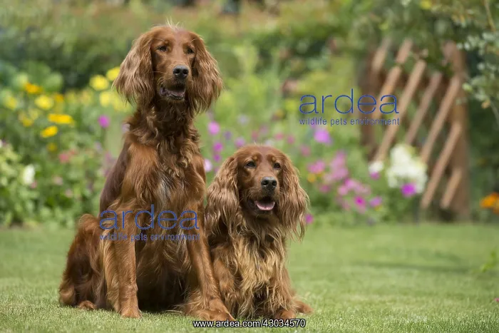 : Dog - Two Irish / Red Setter dogs outdoors : Dog - Two Irish / Red Setter dogs outdoors