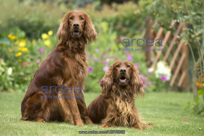 : Dog - Two Irish / Red Setter dogs outdoors : Dog - Two Irish / Red Setter dogs outdoors