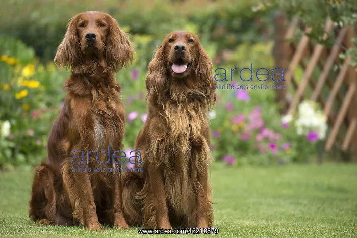: Dog - Two Irish / Red Setter dogs outdoors : Dog - Two Irish / Red Setter dogs outdoors