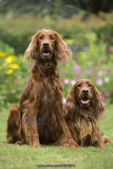 : Dog - Two Irish / Red Setter dogs outdoors : Dog - Two Irish / Red Setter dogs outdoors