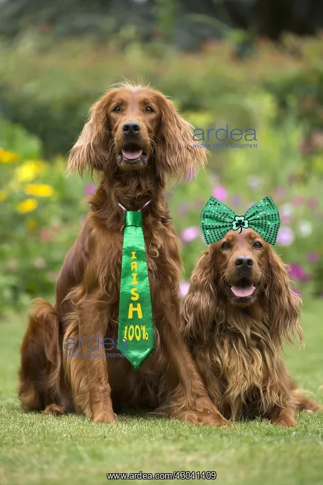 : Dog - Two Irish / Red Setter dogs outdoors Digital : Dog - Two Irish / Red Setter dogs outdoors Digital