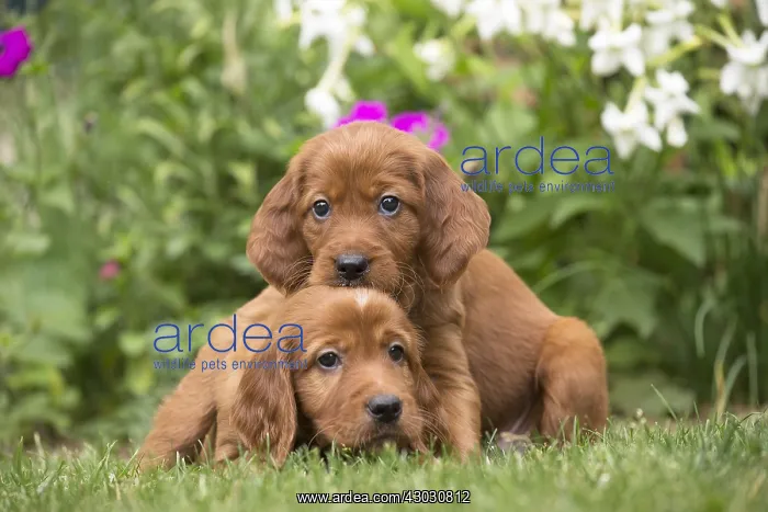 : Dog - Two Irish / Red Setter puppies outdoors : Dog - Two Irish / Red Setter puppies outdoors