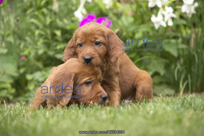 : Dog - Two Irish / Red Setter puppies outdoors : Dog - Two Irish / Red Setter puppies outdoors