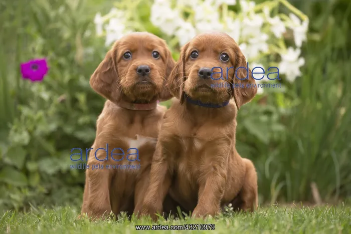 : Dog - Two Irish / Red Setter puppies outdoors : Dog - Two Irish / Red Setter puppies outdoors