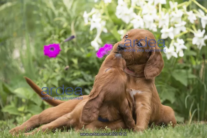 : Dog - Two Irish / Red Setter puppies outdoors : Dog - Two Irish / Red Setter puppies outdoors