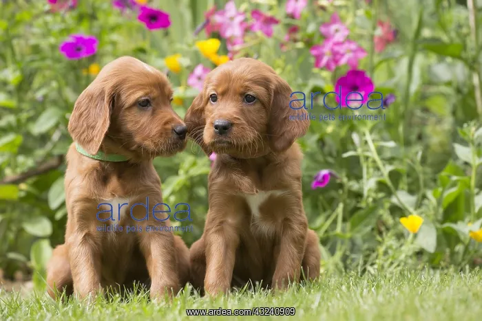 : Dog - Two Irish / Red Setter puppies outdoors : Dog - Two Irish / Red Setter puppies outdoors