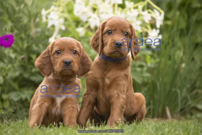 : Dog - Two Irish / Red Setter puppies outdoors : Dog - Two Irish / Red Setter puppies outdoors