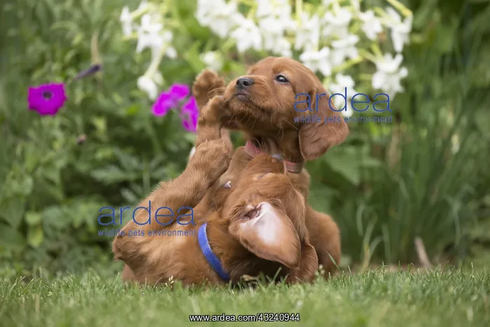 : Dog - Two Irish / Red Setter puppies outdoors : Dog - Two Irish / Red Setter puppies outdoors
