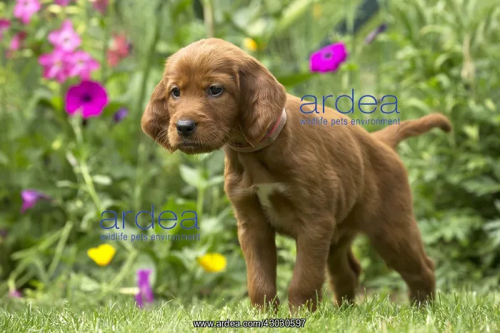  : Dog - Irish  /  Red Setter puppy outdoors