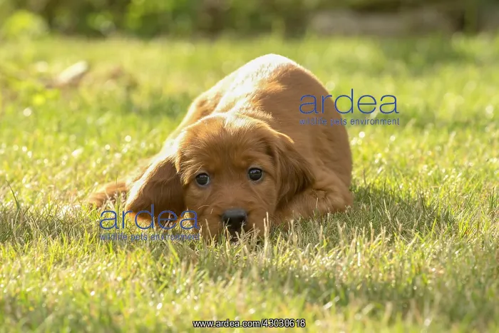  : Dog - Irish  /  Red Setter puppy outdoors