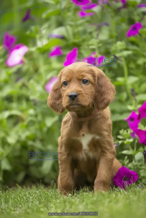 : Dog - Irish  /  Red Setter puppy outdoors