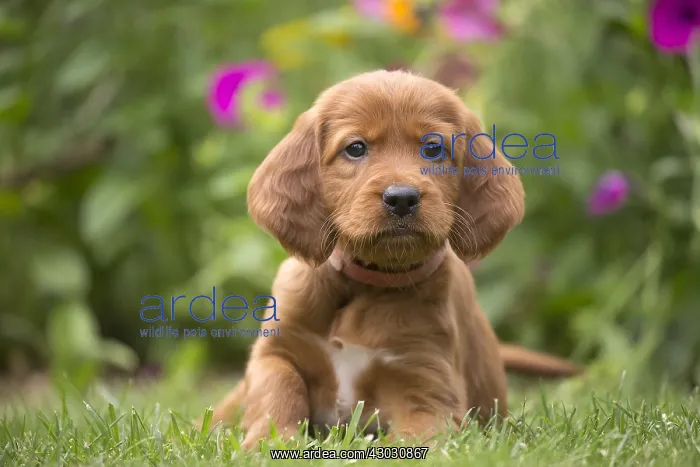  : Dog - Irish  /  Red Setter puppy outdoors