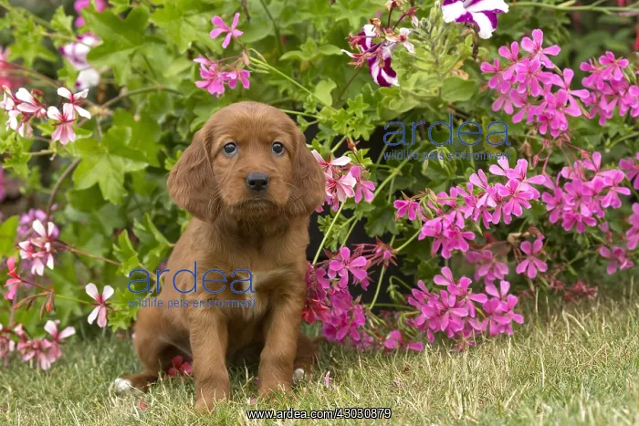  : Dog - Irish  /  Red Setter puppy outdoors