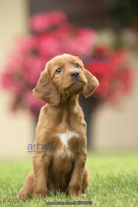  : Dog - Irish  /  Red Setter puppy outdoors