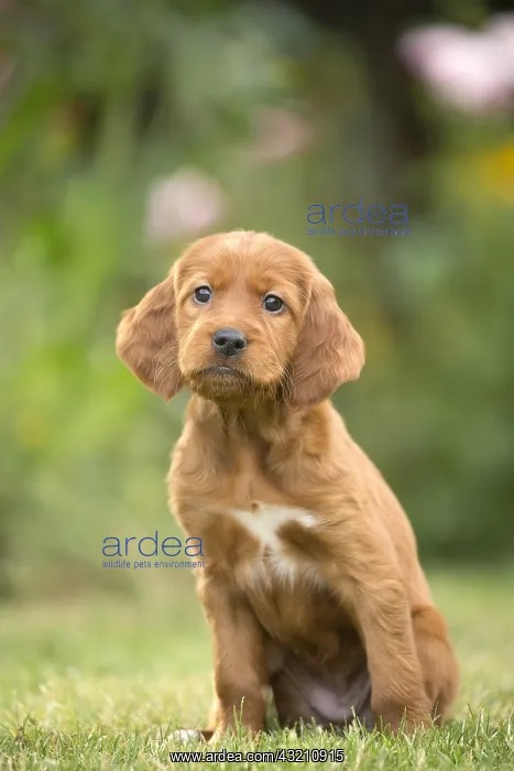  : Dog - Irish  /  Red Setter puppy outdoors