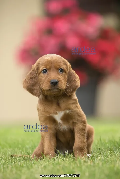  : Dog - Irish  /  Red Setter puppy outdoors