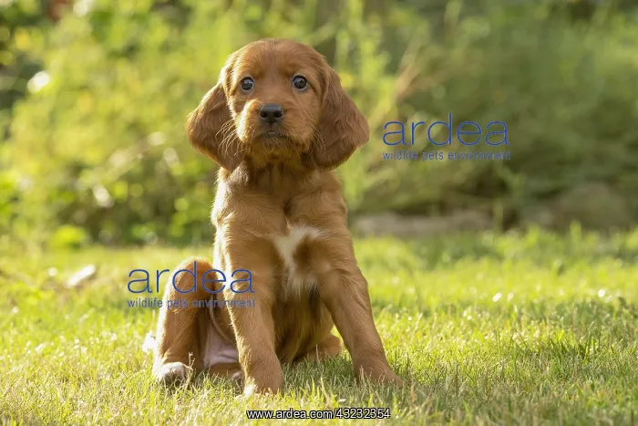  : Dog - Irish  /  Red Setter puppy outdoors