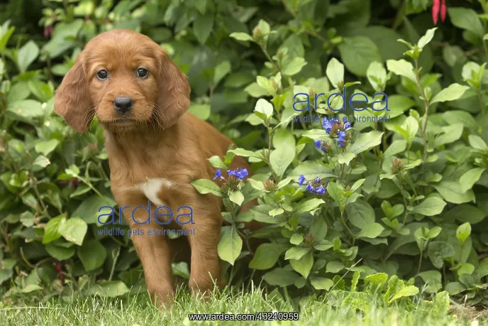  : Dog - Irish  /  Red Setter puppy outdoors