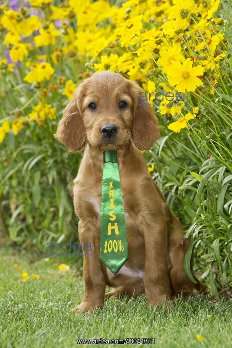 : Dog - Irish / Red Setter puppy wearing St Patrick's : Dog - Irish / Red Setter puppy wearing St Patrick's