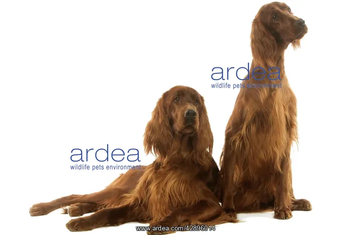  : Dog - Irish  /  Red Setters in studio