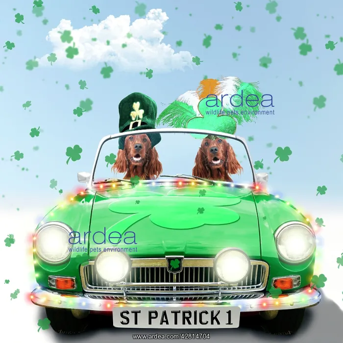 : DOG Irish setter driving green car St patrick day : DOG Irish setter driving green car St patrick day