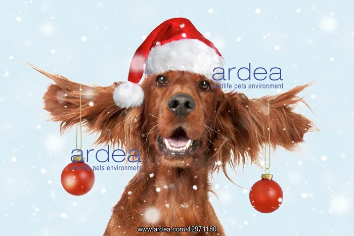 : Dog - Irish setter with ears up wearing Santa hat and red ba : Dog - Irish setter with ears up wearing Santa hat and red ba