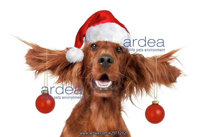 : Dog - Irish setter with ears up wearing Santa hat and red ba : Dog - Irish setter with ears up wearing Santa hat and red ba