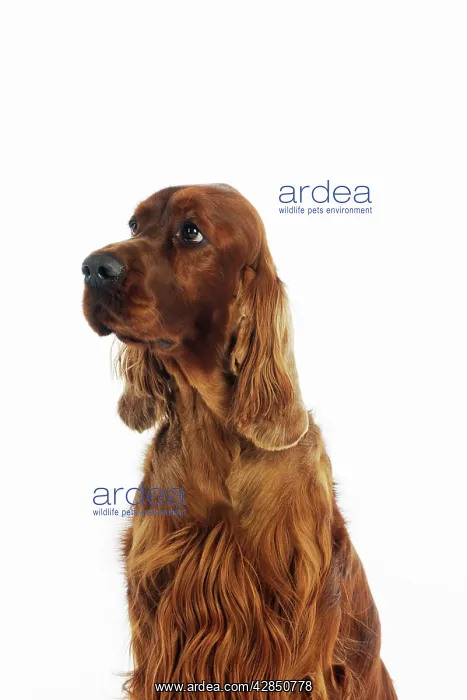 : DOG. Irish setter head shot : DOG. Irish setter head shot