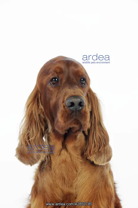  : DOG. Irish setter head shot
