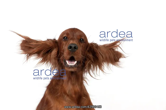 : DOG - Irish setter head and shoulders ears splayed : DOG - Irish setter head and shoulders ears splayed