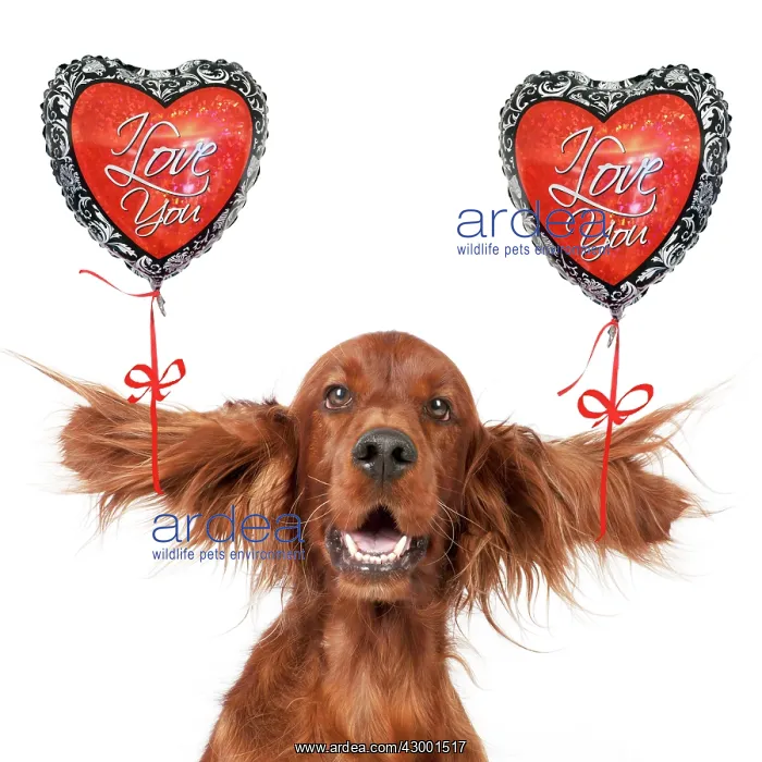  : Dog - Irish setter head and shoulders ears splayed