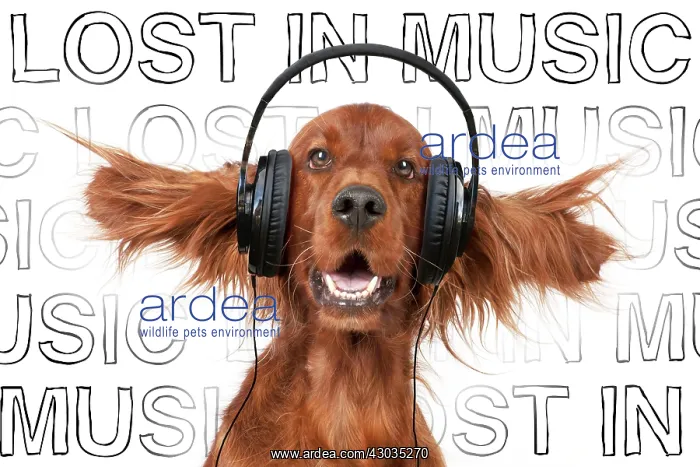: Dog Irish setter head and shoulders ears splayed wearing headphones with : Dog Irish setter head and shoulders ears splayed wearing headphones with