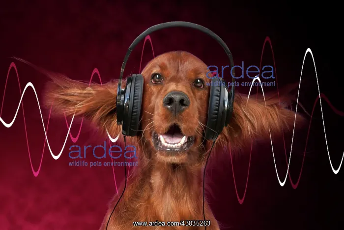 : Dog Irish setter head and shoulders ears splayed wearing headphones with : Dog Irish setter head and shoulders ears splayed wearing headphones with